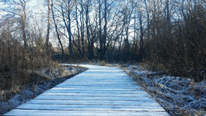 Stege im Hohen Venn